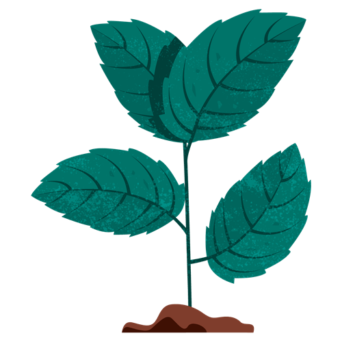 UTZ Herbal Tea Program